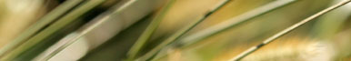 Image:  Close up of grass blowing in the wind